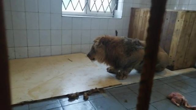 Принц