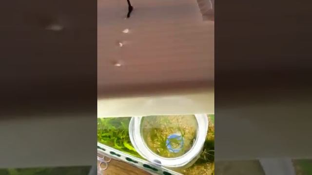 Дермогенис или Полурыл(Dermogenys pusillus ) смотреть онлайн