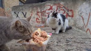 Папа ПОЙМАЛ ли кусаку?? Стерилизовали бездомную кошку.