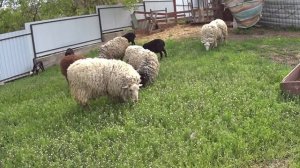 Овцы на даче.Кому нада шерсть овцы?sheeps