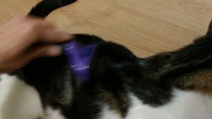 Котик Лаваш. Чем вычесывать кота Фурминатор Furminator