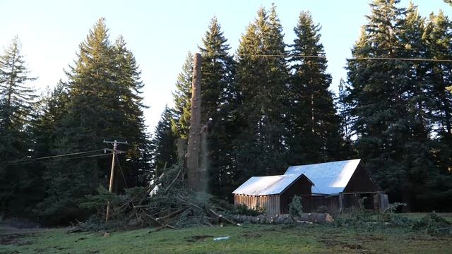 Douglas-fir (Pseudotsuga Menziesii) Removal смотреть онлайн
