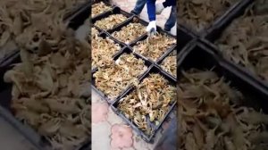 Мистер ракс перевозка живых раков