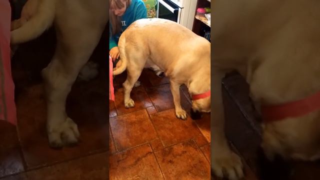 Две подружки Английский мастиф Орхидея и Джек Рассел Нюся