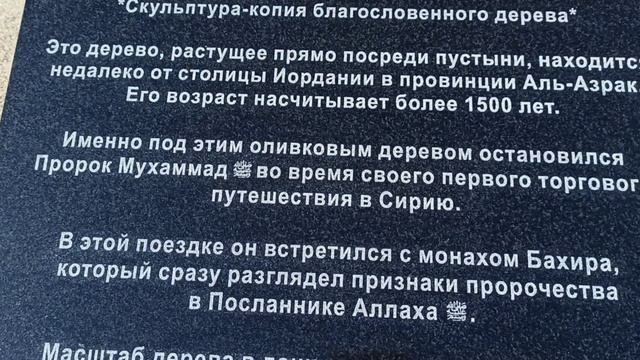 Чечня 2022г ♥️ Прогулка по Грозному 😍 Грозный Молл 😋 Дерево из пустыни 🤲