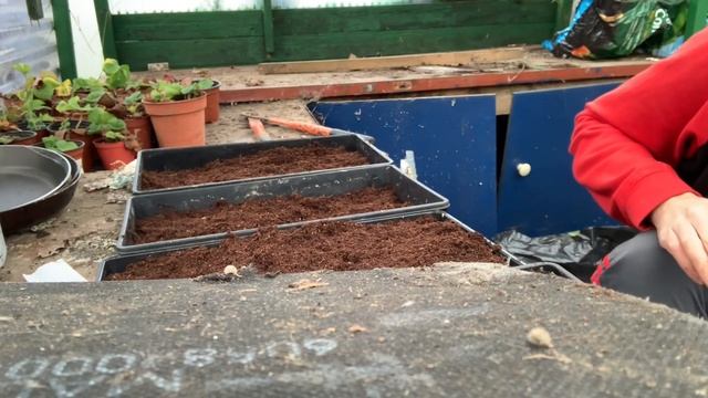 How to Grow Geranium from Seed: The Quick and Easy Method смотреть онлайн