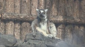 Кошачий лемур