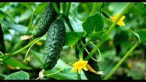 Составляем график подкормки огурцов для лучшего плодоношения.