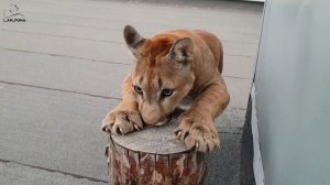 Антенна. Установка с пумой Месси