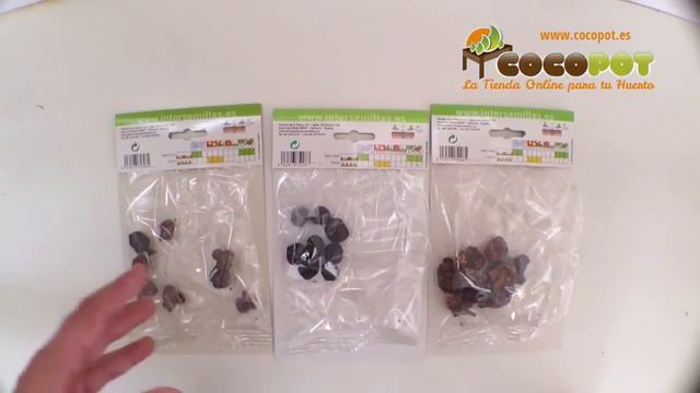 Bulbos Anémona смотреть онлайн