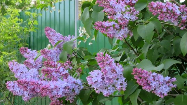 Моя дочь беременна третьим ребёнком. Но у неё диабет! Реальные истории из жизни. Душевные истории смотреть онлайн