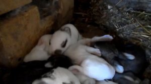 Маленькие крольчата спят, дремают. Young rabbits sleeping