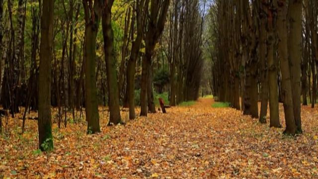 Vladimir Korotaev(Осень прзрачное утро) смотреть онлайн