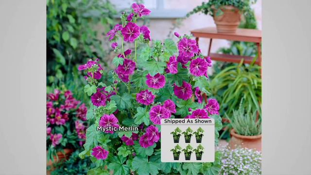 Roberta's 6-piece Malva Braveheart, Merlin, and Purple Satin on QVC смотреть онлайн