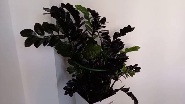 Долларовое дерево#Замиокулькас# и уход за ним#. Блеск для листьев# смотреть онлайн