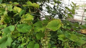 Винград дублянский.