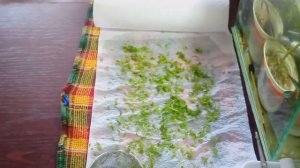 корм для рыбок ряска аквариумная?