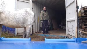 Погрузка в коневоз.