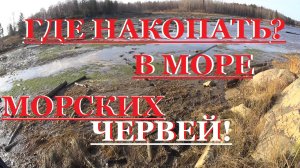 Где накопать червей на Белом море!