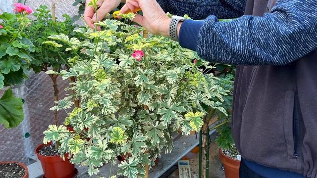 Autumn - A look at Standards and Trained Plants смотреть онлайн