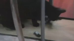 кошка ест своего котёнка-cat eats her kitten