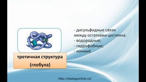Белки: строение и функции - cамостоятельная подготовка к ЕГЭ по биологии