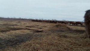Про породы овец и плодовитость