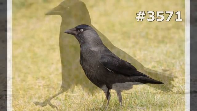 #3571. Вороны, грачи и галки (В мире животных) смотреть онлайн