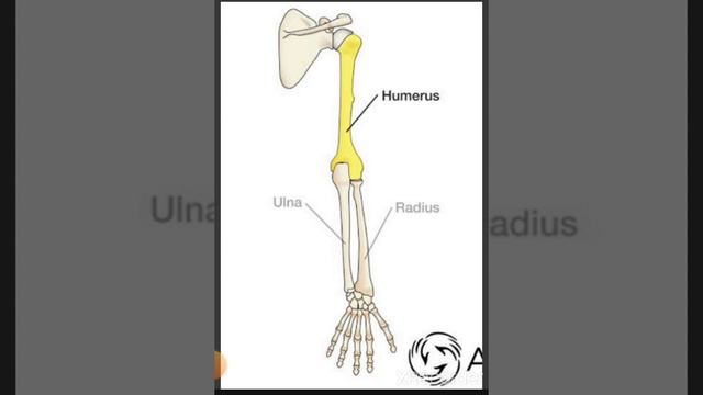 human skeleton system sari Jankari Hath ke haddiyon ke bare mein# khan sir #shots