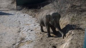 Витя не хотел, но Дженни вновь его покачала! Тайган The elephant lifted the man! Crimea