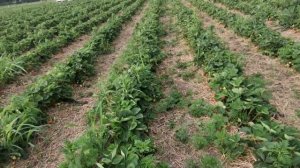 фреза междурядная для клубники, через месяц после обработки.