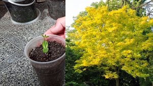 Гледичия трёхколючковая. Для чего она?