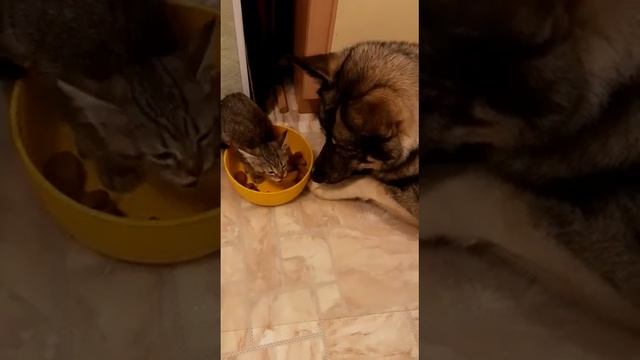 Норвежский серый элкхунд - ГРЕМ.Отобрала в 2 месячном возрасте у бомжей,[хотели его съесть?. Дома. смотреть онлайн