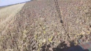 косим подсолнух 2019