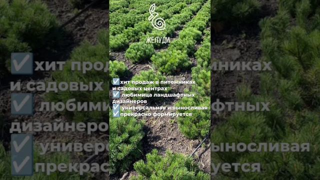 Сосна горная - красивое и выносливое хвойное растение для сада