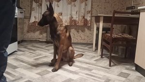 как научить собаку команде СТЫДНО