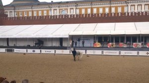 Как танцуют андалузские лошади 8