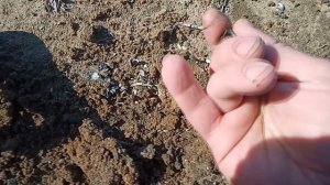 Пляжный коп. За 2 часа 30 гр. золота.