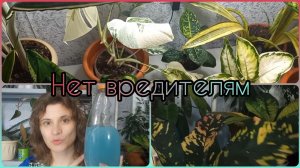 Видео по просьбе?Почему на моих растениях нет вредителей?Быстрая обработка?Как выбрать препараты