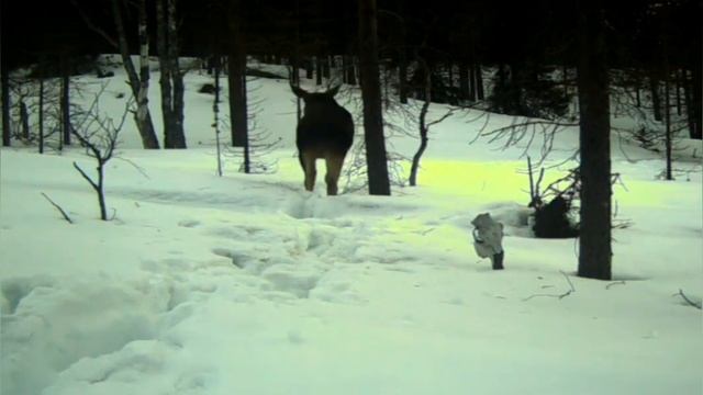 Nord-News: 13 лосей и медведь в заповеднике Мурманской области смотреть онлайн