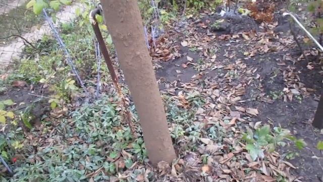 Подготавливаем стволы деревьев к зиме. Очень важно. смотреть онлайн