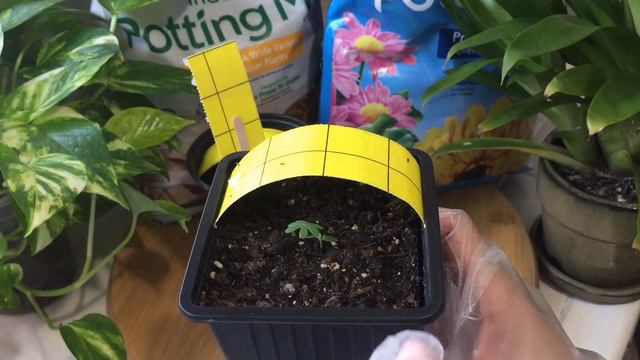 약안치고도 잡아버리는 신박한 뿌리파리 퇴치 법!!유태인 친구에게 전수받은 확실한 뿌리파리 퇴치법!! 이거 하나면 뿌리파리 완벽퇴치, 초간단 뿌리파리 박멸 смотреть онлайн