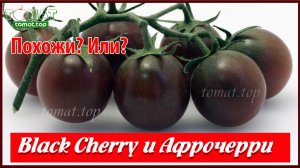 Чёрные черри томаты Афрочерри и Black Cherry. Сравнение. Они похожи Или снова придумали название