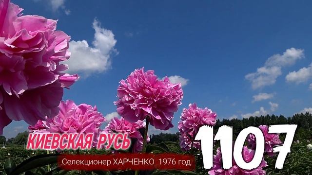 Сиренево-розовый пион Киевская Русь / Сад Ворошиловой