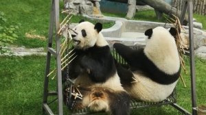 Panda Sisters together on the swing : Qi Qiao and Qi Xi