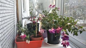 Фуксии в октябре Подготовка к покою фуксий и клубневой бегонии