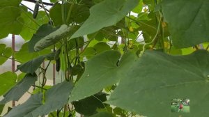 Огурцы Родничок  и моя теплица 2022. Эконом вариант.