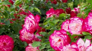 Keisei Rose Garden 2019 #京成バラ園 #4K