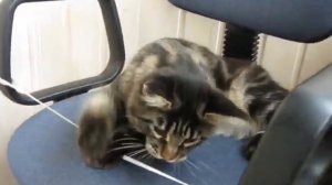 Алекс и резиночка # Игры для котенка # Как развлечь кошку