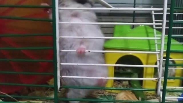 Хомяк точит зубы, хомяк грызет клетку смотреть онлайн